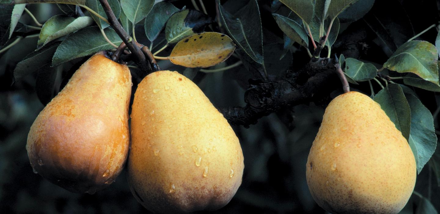 organic pears